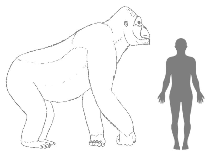 Geschätzte Größe von Giganthopithecus im Vergleich zu einem Menschen. 
