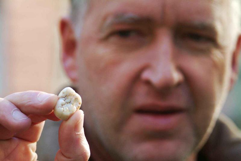 Backenzahn (Typusexemplar) von Giganthopithecus blacki in der Hand von Prof. Dr. Friedemann Schrenk. 
