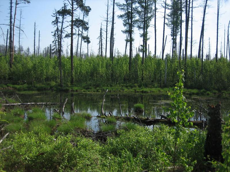 Regeneration eines Waldes in der sibirischen Taiga nach einem Brand. Wo einst hauptsächlich Nadelbäume wuchsen, dominieren jetzt Laubbäume die Vegetation. 