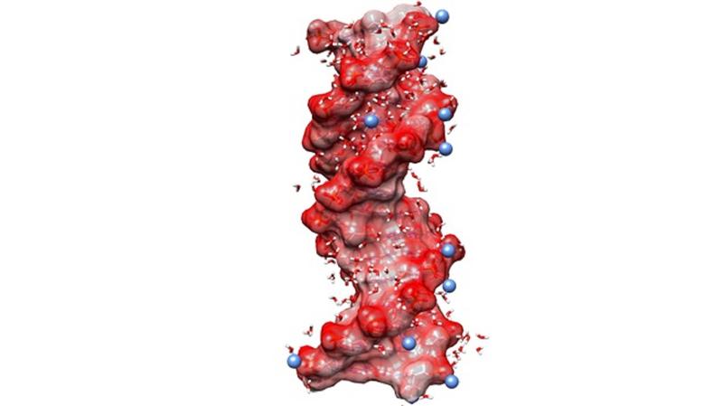 DNA-Helix Schematische Struktur einer DNA-Helix und Verteilung von Wassermolekülen.