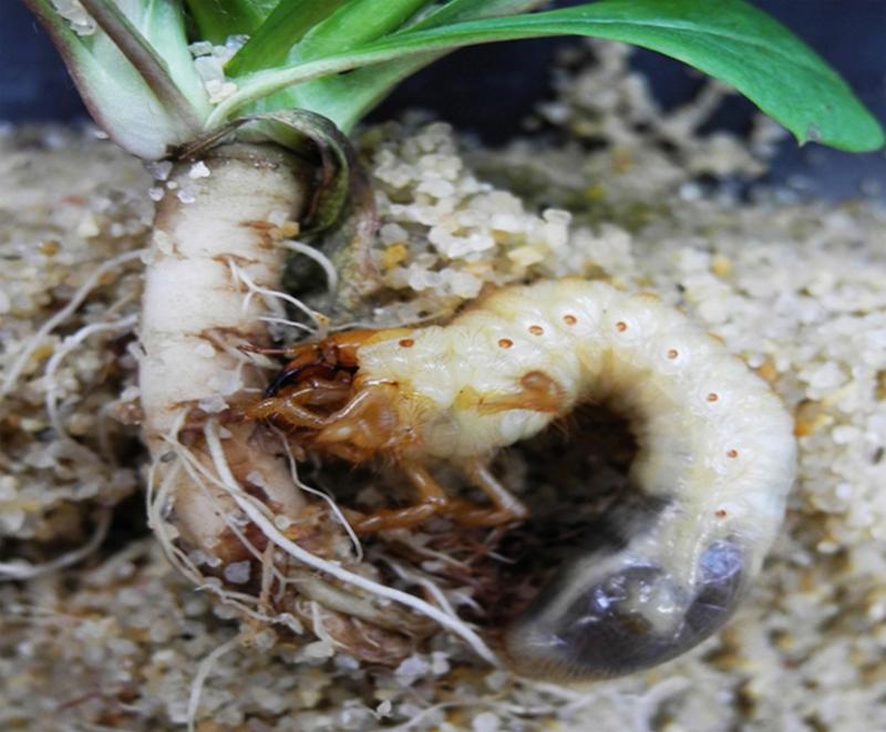 Eine Maikäferlarve (Melolontha melolontha) frisst an der Wurzel eines Löwenzahns. Die Pflanze wehrt sich mit bitterem Latex aus ihren Wurzeln.