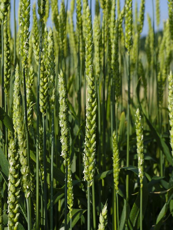 Die vollständige Referenzsequenz des Weizengenoms ermöglicht die Entwicklung ertragreicher und krankheitsresistenter Sorten