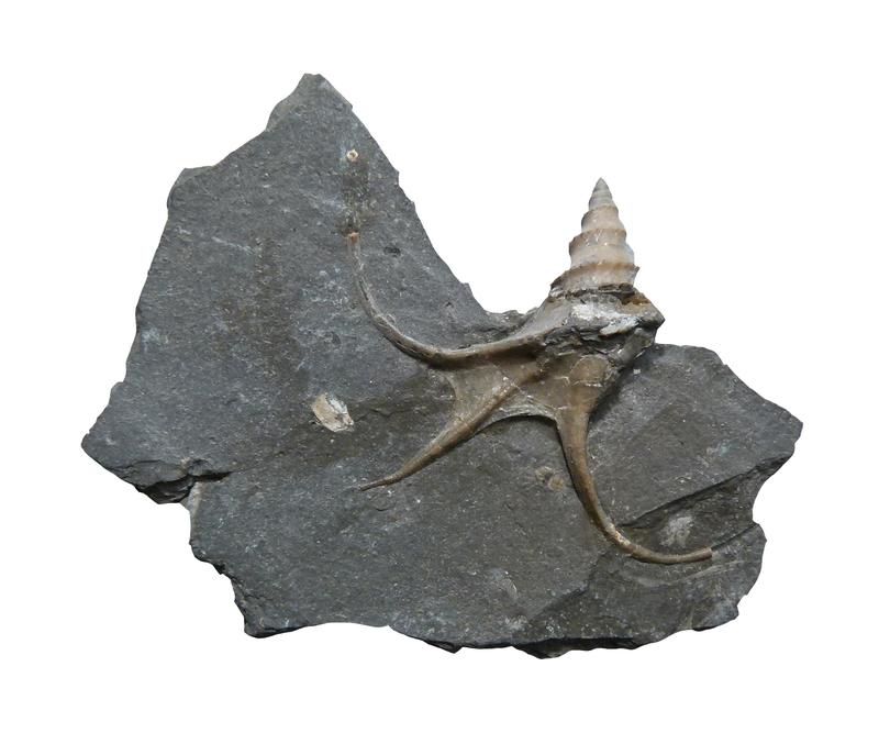 Die Pelikanfuß-Schnecke Toarctocera starb im frühen Mitteljura aus.