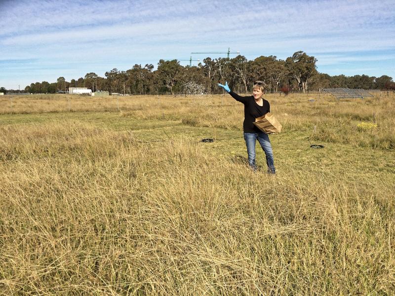 Prof. Sally Power from the University of Western Sydney during her research at the Yarramundi site, a grassland near Sydney, Australia.