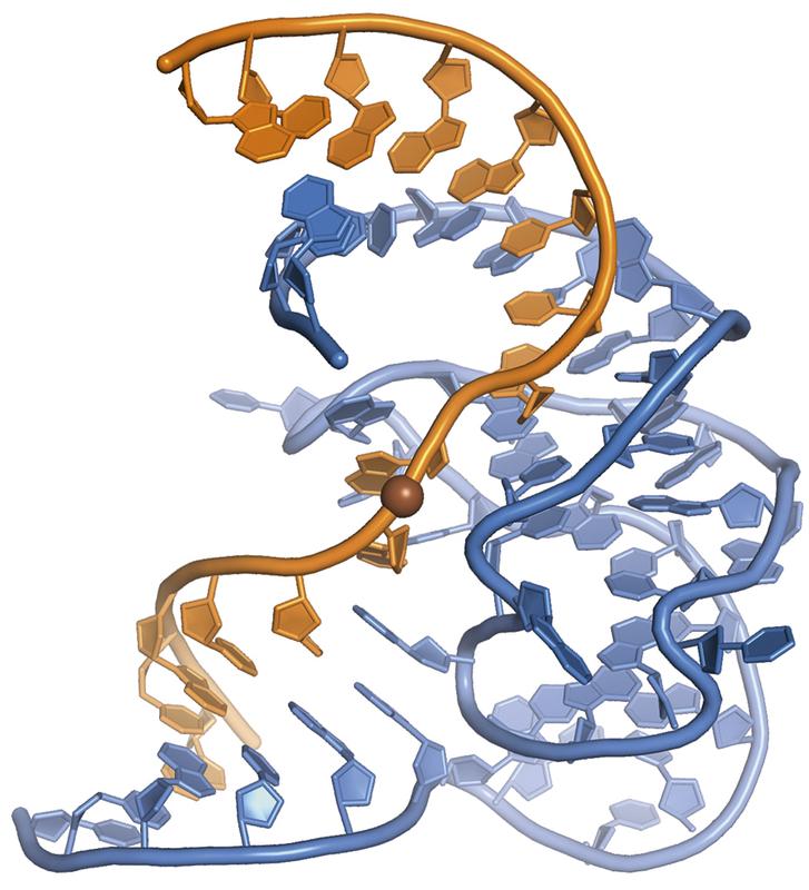 Die erste dreidimensionale Struktur eines DNA-Enzyms. Das Desoxyribozym (blau) hat zwei RNA-Stränge (orange) miteinander verknüpft. 