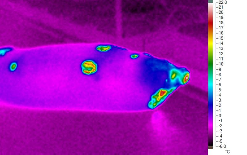  Infrarot-Thermogram eines Seehundes 