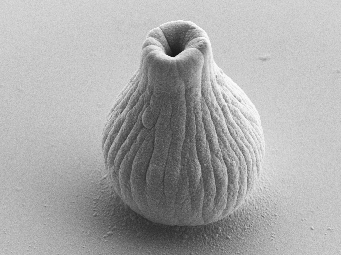 Die hier in Mikroskopiebildern gezeigten Objekte sind 15 bis 35 Mikrometer breit. Zum Vergleich: Die Breite eines menschlichen Haars beträgt etwa 50 Mikrometer. 