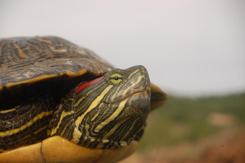 Kann sich auch außerhalb des Mittelmeerraumes vermehren: Trachemys scripta.  