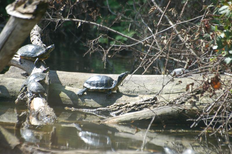 Die invasiven Rotwangenschmuck-Schildkröten beim Sonnenbad. 