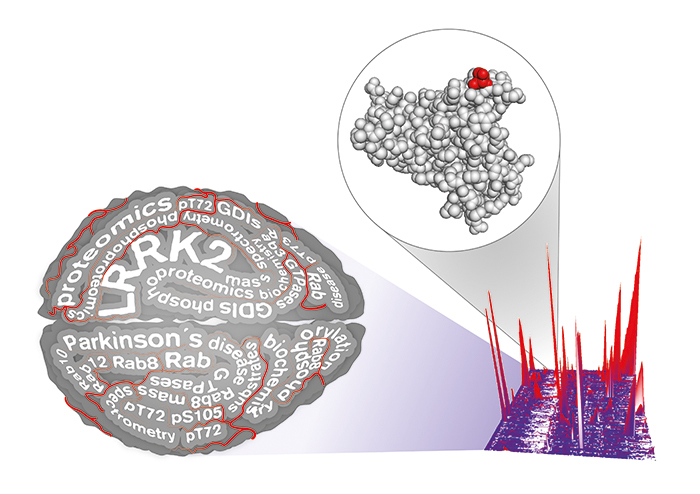 Mutationen im LRRK2-Gen stehen mit der Parkinsonkrankheit in Verbindung. Die Proteinmessungen mittels Massenspektrometrie helfen bei der Analyse von Fehlfunktionen. 