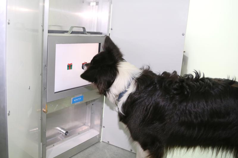 Border Collies are fast learners and easy to train. 