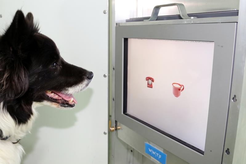 The dogs were trained to touch symbols on a screen using their nose. 