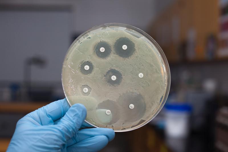 Resistenztest in der Petrischale: Hemmhöfe machen Antibiotikaresistenz sichtbar.