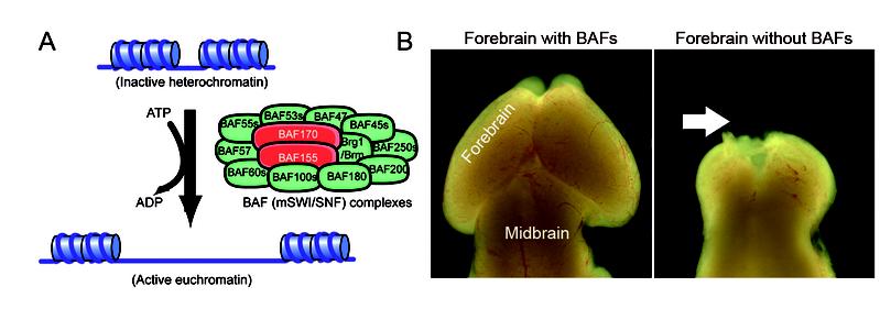 Chromatin-Umbau und Funkti-on des BAF-Komplexes in der Entwicklung des Vorderhirns.