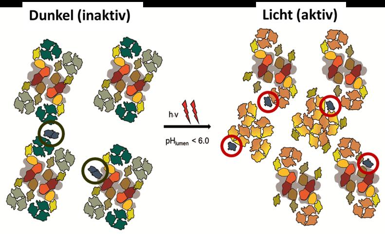 Lokalisation von PsbS und die Organisation von Photosystem II im inaktiven (Dunkel) und aktiven (Hell)-Zustand.
