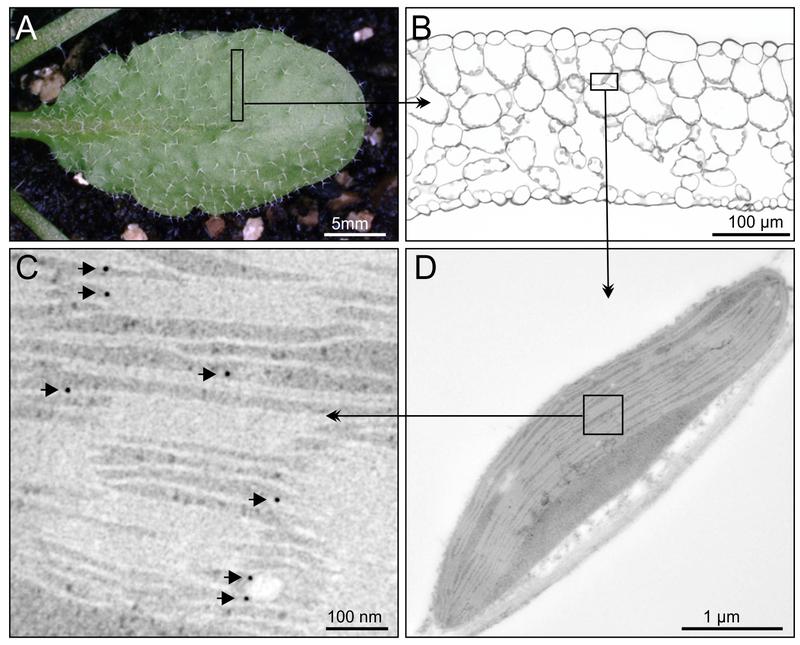 Lokalisation v. PsbS in Arabidopsis: (A) Frisches Rosettenblatt, (B) Histologischer Blattquerschnitt im Lichtmikroskop, (C) Detail zu (D), (D) Chloroplast im Transmissionselektronenmikroskop