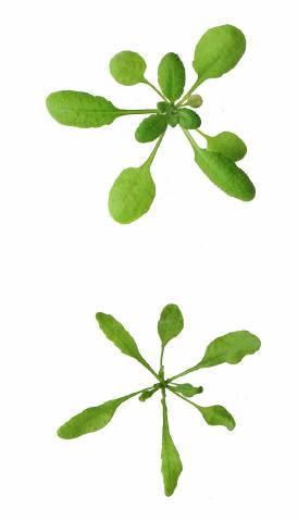 Junge Arabidopsis Pflanzen: wild (oben) und mit Mangel an PDX3 (unten).
