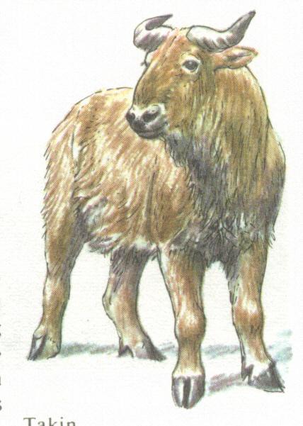 Das Takin, auch Rindergemse oder Gnuziege genannt.