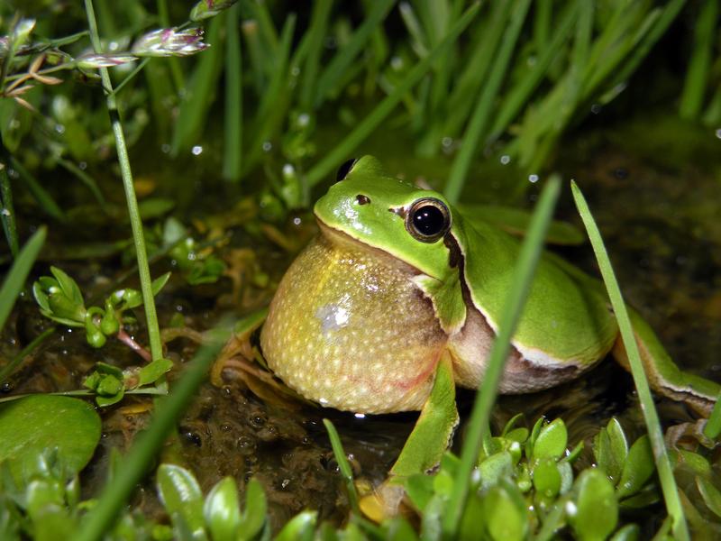 The Eastern tree frog (Hyla orientalis) recolonized the northern latitudes after the last ice age from a glacial refugium around the Black Sea.