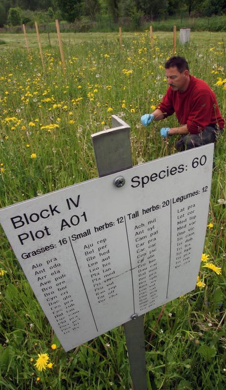 Die Forschungen auf solchen Versuchswiesen in der Jenaer Saaleaue im Rahmen des „Jena-Experiments“ können jetzt weitergehen – die DFG fördert das Biodiversitätsprojekt für weitere zwei Jahre. 