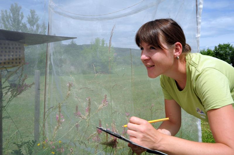 Zu den Arbeiten am Jena-Experiment gehört es auch, die Anzahl der verschiedenen Lebewesen auf den Parzellen zu ermitteln: Hier zählt die Gärtnerin Katja Kunze Bienen. 