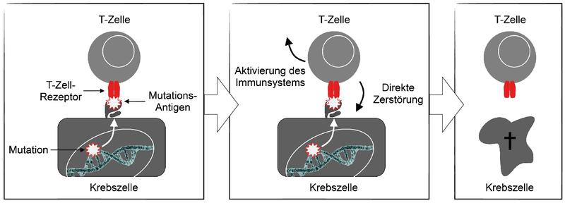 Die T-Zelle zerstört eine Körperzelle mit einem mutierten Antigen.