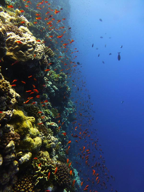 Coral reef in the Red Sea