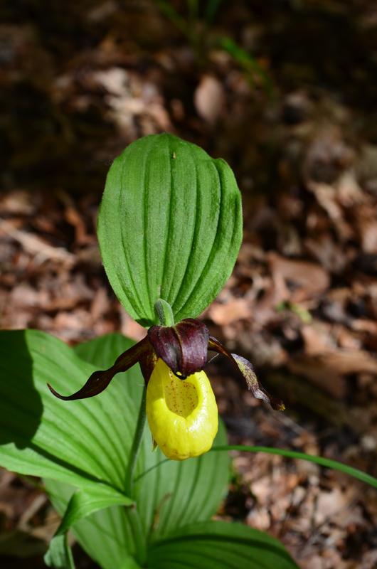 Unter den einheimischen Orchideenarten hat der Frauenschuh (Cypripedium calceolus) besonders auffällige Farben und Formen.