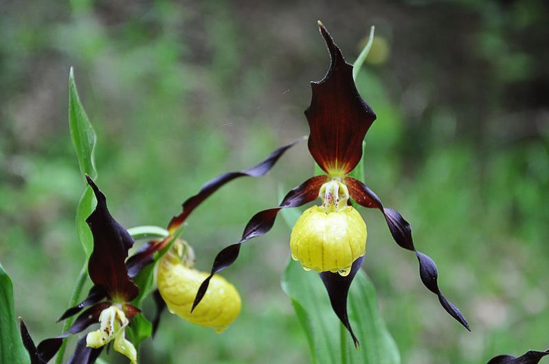Der Frauenschuh (Cypripedium calceolus) ist eine der Orchideenarten, die bisher als autotroph galten und jetzt einer ‚zweigleisigen‘ Ernährung überführt wurden.