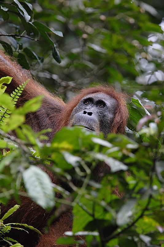 Die Orang-Utans auf Sumatra sind durch den Verlust ihres Lebensraums bedroht.
