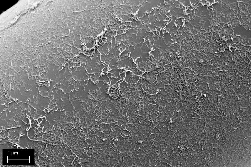 Carbon Nanotubes auf einer Glasfaseroberfläche