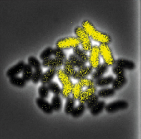 Biosensoren können bestimmte Moleküle in einer Zelle sichtbar machen - hier fluoreszieren markierte Aminosäuren in Corynebakterien gelb.  