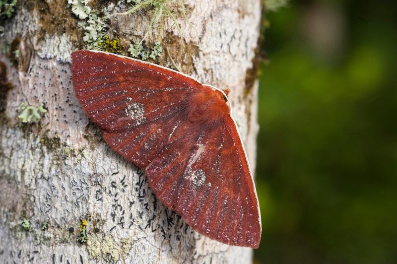 Oenoptila anetteae - one moth species identified by Dr Gunnar Brehm (University Jena) in the South-American Andes.