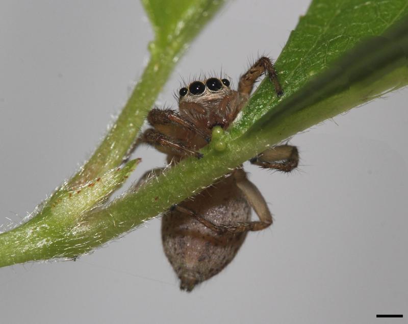 Adult female jumping spider Maevia inclemens drinking nectar at the extrafloral nectaries of a Prunus shrub. It presses its mouthparts into the nectary opening imbibing nectar.