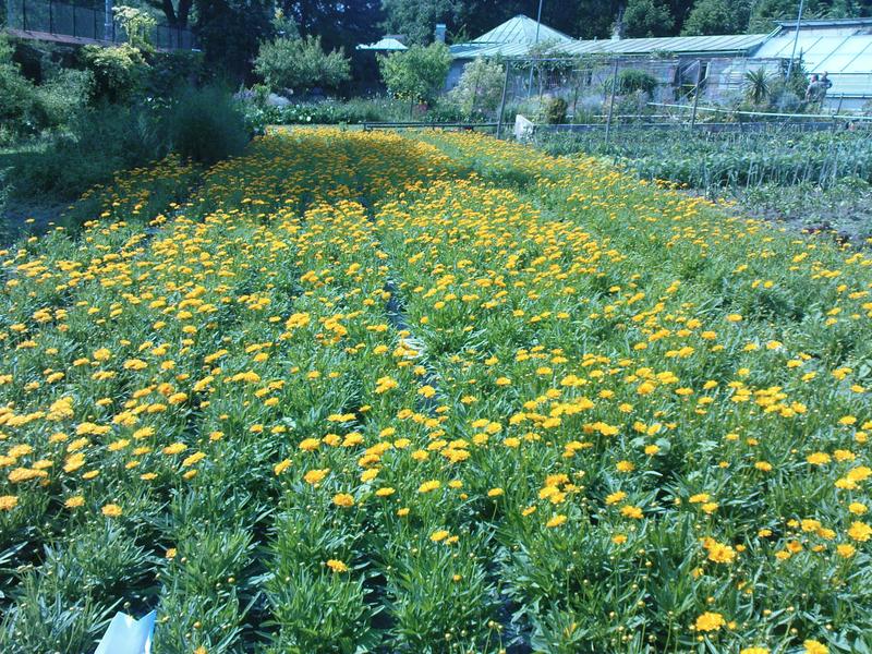 Das Mädchenauge (Coreopsis grandiflora) verdankt seine gelbe Farbe u.a. auch einem bestimmten Enzym: der Auronsynthase.