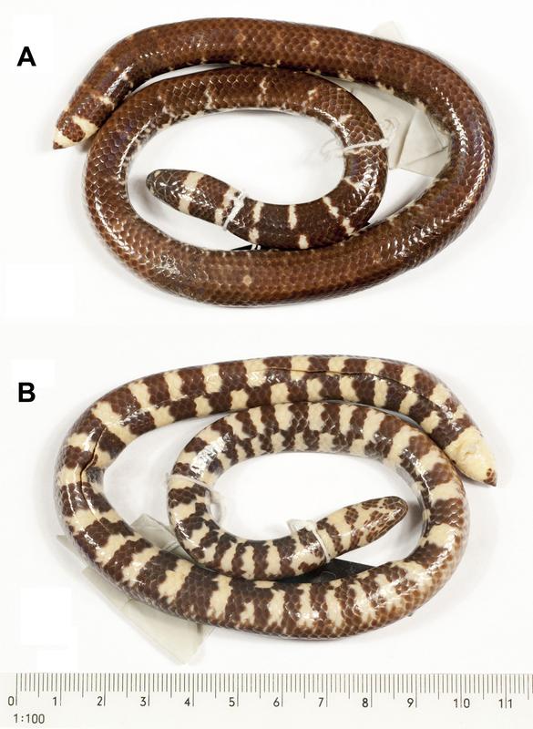 Trotz Pseudonyms erkannt: Ein internationales Biologenteam unter Marburger Leitung identifizierte die Walzenschlange Cylindrophis subocularis als neue Art.