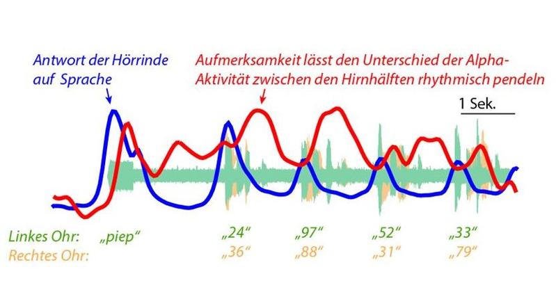 Aufmerksamkeit lässt den Unterschied der Alpha-Aktivität zwischen den Hirnhälften rhythmisch pendeln