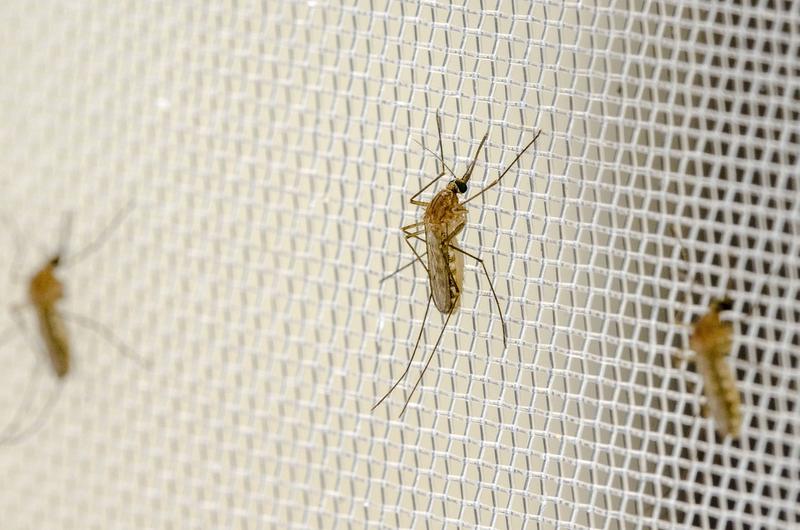 Auf Borrelien-Erreger untersucht: Die Südliche Hausmücke (Culex quinquefasciatus). 