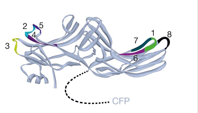 Schematic drawing of β(beta)Arrestin2. With these biosensors (colored), scientists were able to study spatial movements of the protein in real time in living cells.