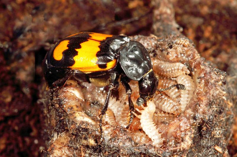 Ein Totengräber füttert seinen Nachwuchs mit vorverdautem Aas