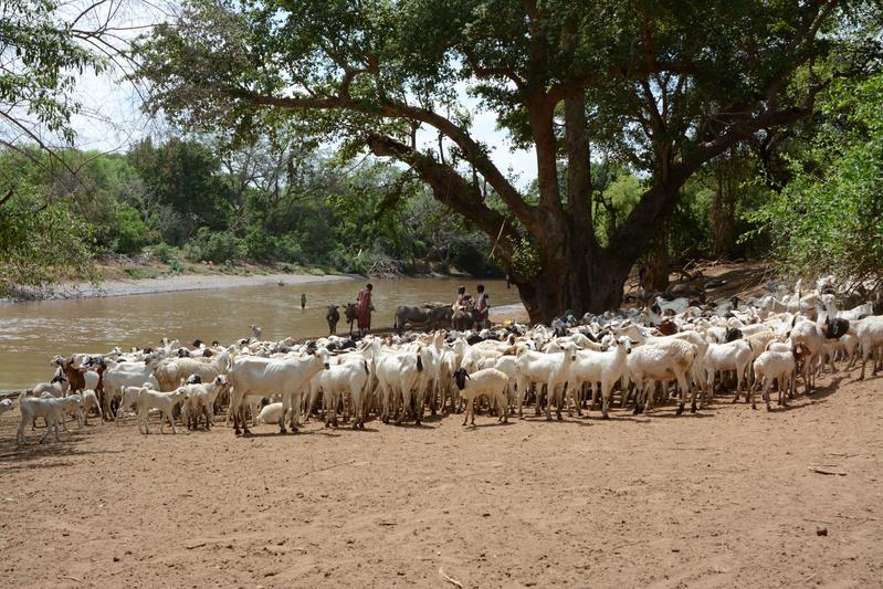 Wiederkäuer, wie diese Ziegen in Kenia, sind für den größten Teil der Methan-Emissionen aus der Landwirtschaft verantwortlich. 