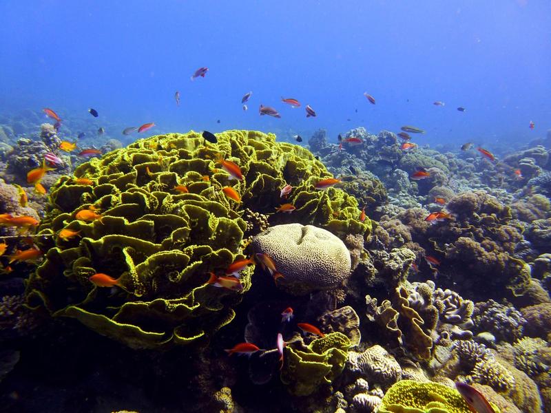 Underwater landscape at the study site in Aqaba, Jordan.