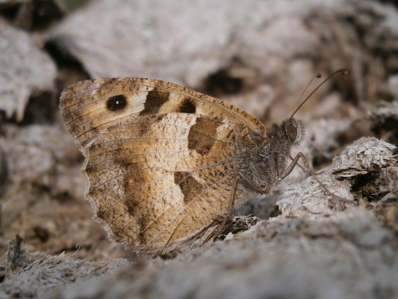 Die Berghexe (Chazara briseis) ist – wie viele spezialisierte Tagfalter – vom Aussterben bedroht.  