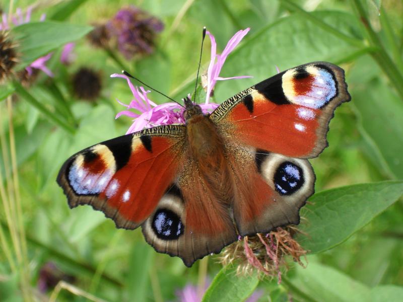 Generalisten, wie das Tagpfauenauge (Aglais io) kommen mit den verschärften Bedingungen (noch) gut zurecht.