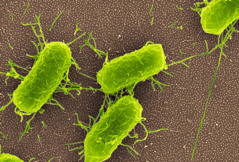 Bakterien, wie sie auf Materialoberflächen im Krankenhaus, z. B. an Türklinken, Kathetern oder Implantaten aus Titan vorkommen können.