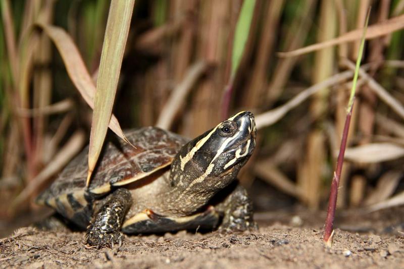 Die neu entdeckte Schneckenfresser-Schildkröte Malayemys khoratensis.  
