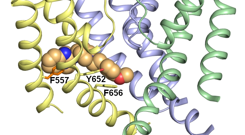 Phenylalanin 557: Eine neue Bindungsdeterminante für HERG-Kanal.