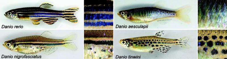 Farbmuster verschiedenen Danio-Spezies weisen charakteristische Farbmuster auf, die selbst bei eng verwandten Arten sehr verschieden sind