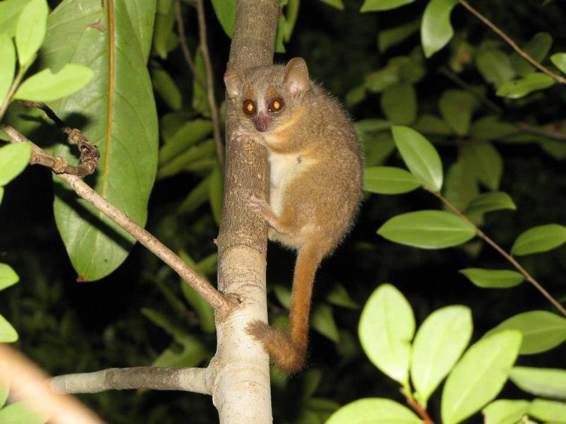Microcebus ganzhorni ist zu Ehren des Hamburger Ökologen Prof. Jörg Ganzhorn benannt, der  seit mehr als dreißig Jahren Ökologie und Naturschutz in Madagaskar betreibt. 