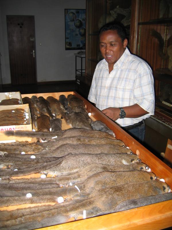 Dr. Rodin Rasoloarison bei der Arbeit im naturhistorischen Museum in Madagaskar. Mit den neuen Entdeckungen ist er alleine für die Beschreibung von 12 Lemurenarten verantwortlich.